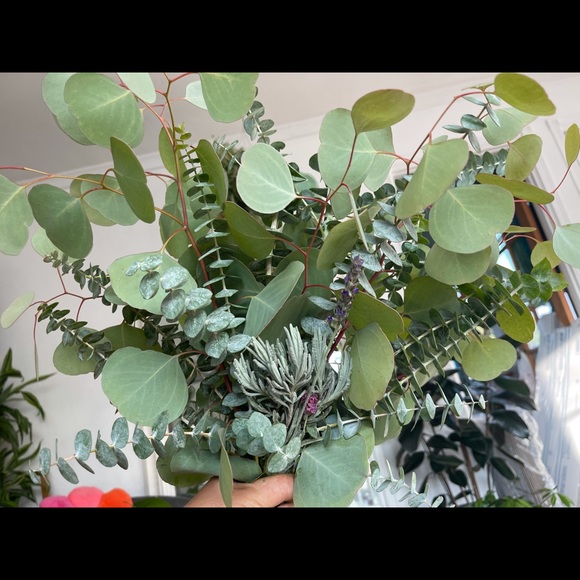 2x Eucalyptus Bundle - Picture 4 of 6